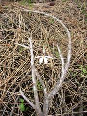 Caladenia saccharata