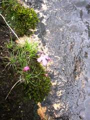 Utricularia multifida