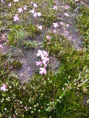 Utricularia multifida