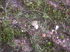Utricularia multifida