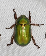 Chrysina lecontei