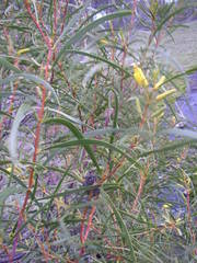 Acacia acuminata