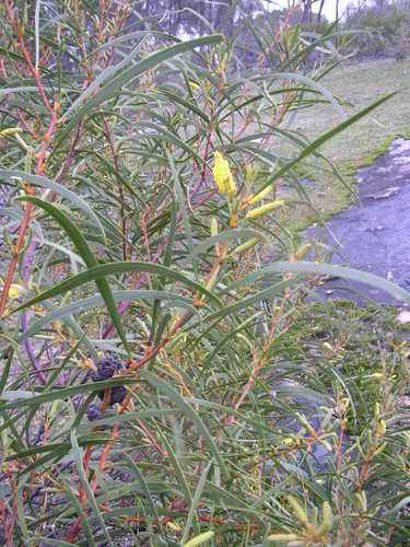 Image of Acacia acuminata by (c) Tony Rebelo, some rights reserved (CC BY-SA)