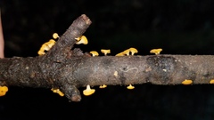 Dicephalospora rufocornea