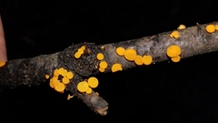 Dicephalospora rufocornea