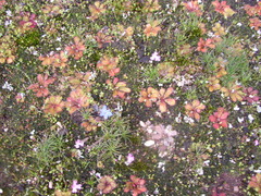 Drosera bulbosa