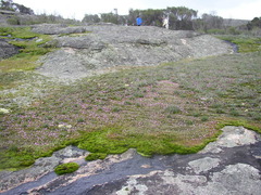 Utricularia multifida