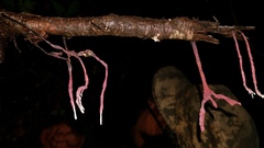Xylaria violaceorosea