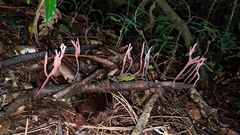 Xylaria violaceorosea
