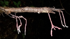 Xylaria violaceorosea