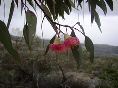 Eucalyptus caesia