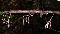 Xylaria violaceorosea