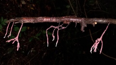 Xylaria violaceorosea