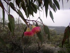 Eucalyptus caesia