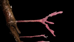 Xylaria violaceorosea