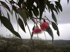 Eucalyptus caesia