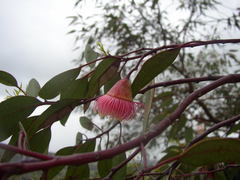 Eucalyptus caesia