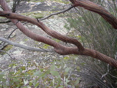 Eucalyptus caesia