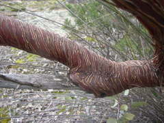 Eucalyptus caesia