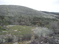 Eucalyptus caesia