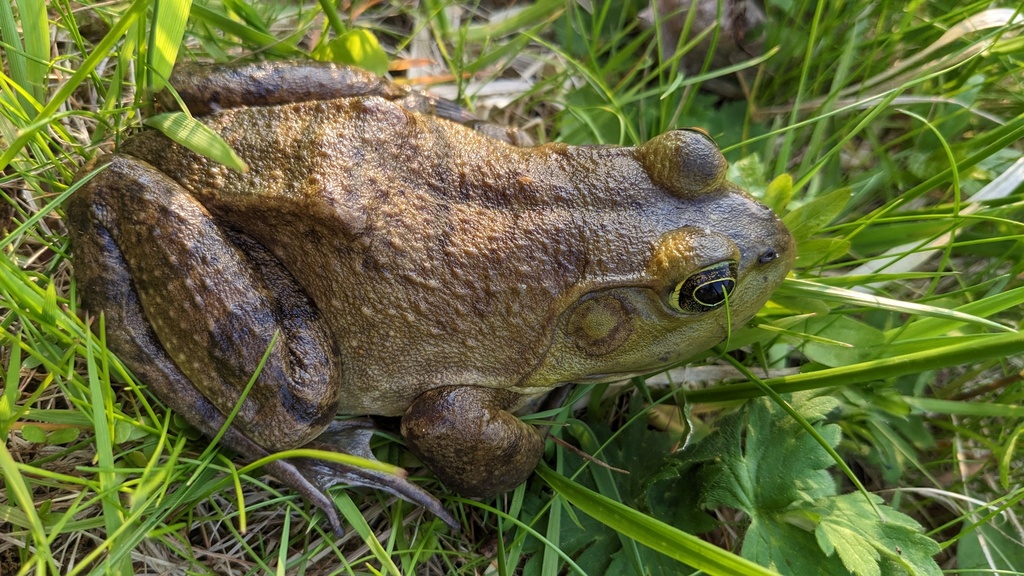American Bullfrog from Point Comfort Okauchee, Okauchee Lake, WI, USA