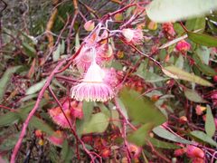 Eucalyptus caesia