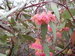 Eucalyptus caesia