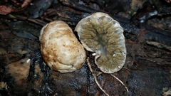 Protubera sabulonensis