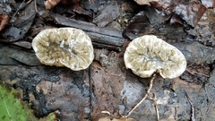 Protubera sabulonensis