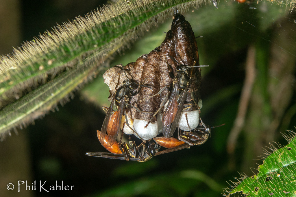 Polistes occipitalis