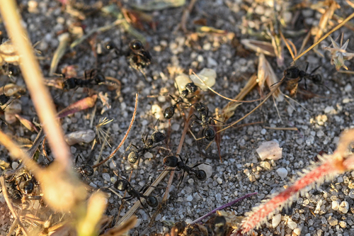 iNaturalist observation photo of Andre's Harvester Ant
