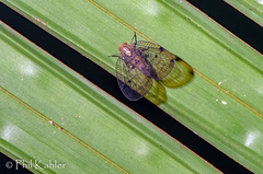 Nogodinidae