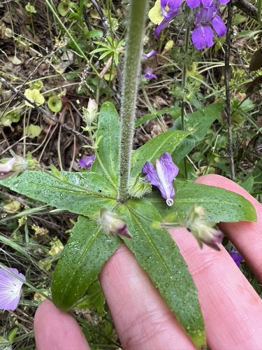 Collinsia heterophylla
