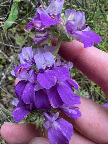 Collinsia heterophylla