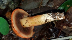 Tylopilus leucomycelinus