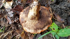 Tylopilus leucomycelinus