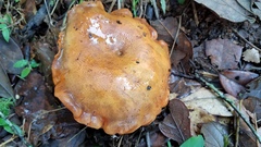 Tylopilus leucomycelinus