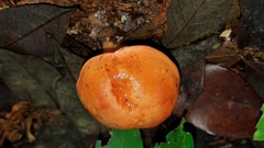 Tylopilus leucomycelinus