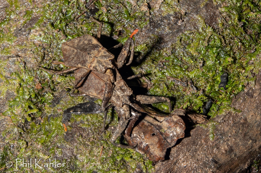 Telmatotrephes