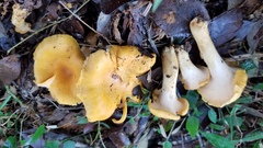 Cantharellus lateritius image