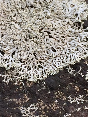 Physcia subtilis