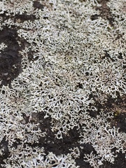 Physcia subtilis