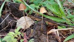 Conocybe coprophila