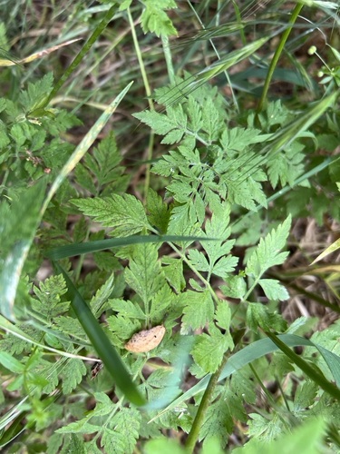 Image of Osmorhiza brachypoda by no rights reserved