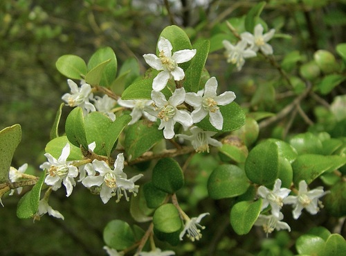 leafy nematolepis (Nematolepis frondosa)
