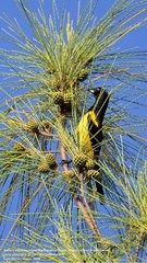 Icterus prosthemelas