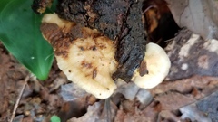 Rigidoporus microporus