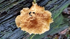 Pseudofavolus cucullatus