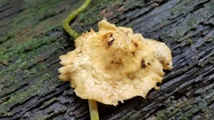 Pseudofavolus cucullatus