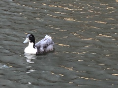 Anas platyrhynchos domesticus